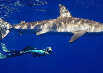 swim-with-sharks-oahu-no-cage
